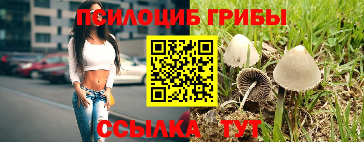 Псилоцибиновые грибы Cubensis Сухой Лог